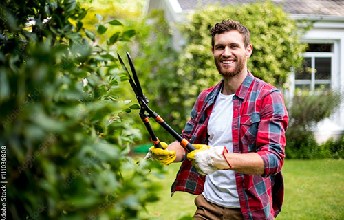 So schneiden Sie Ihre Hecke richtig